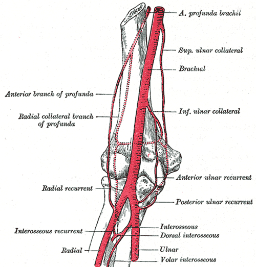 arteries and veins in arm. Most arteries and veins are